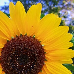 ⭐️⭐️⭐️⭐️⭐️ Seller La Copine Posh Ambassador